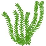 SEAWEED