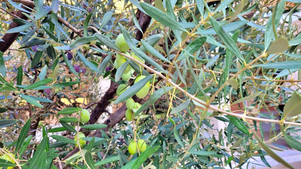 SOLUŇ: MĚSTO S MAGICKOU PŘITAŽLIVOSTÍ BALKÁNU