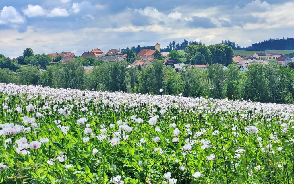 ČESKÁ SVATOJAKUBSKÁ CESTA - VŠERUBSKÁ TRASA 