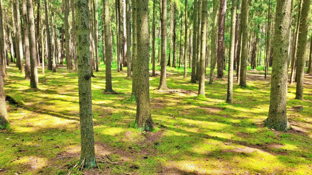 ČESKÁ SVATOJAKUBSKÁ CESTA - VŠERUBSKÁ TRASA 