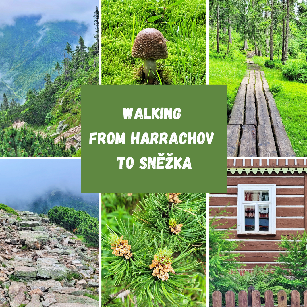WALKING FROM HARRACHOV TO SNĚŽKA