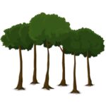 MARIPOSA GROVE