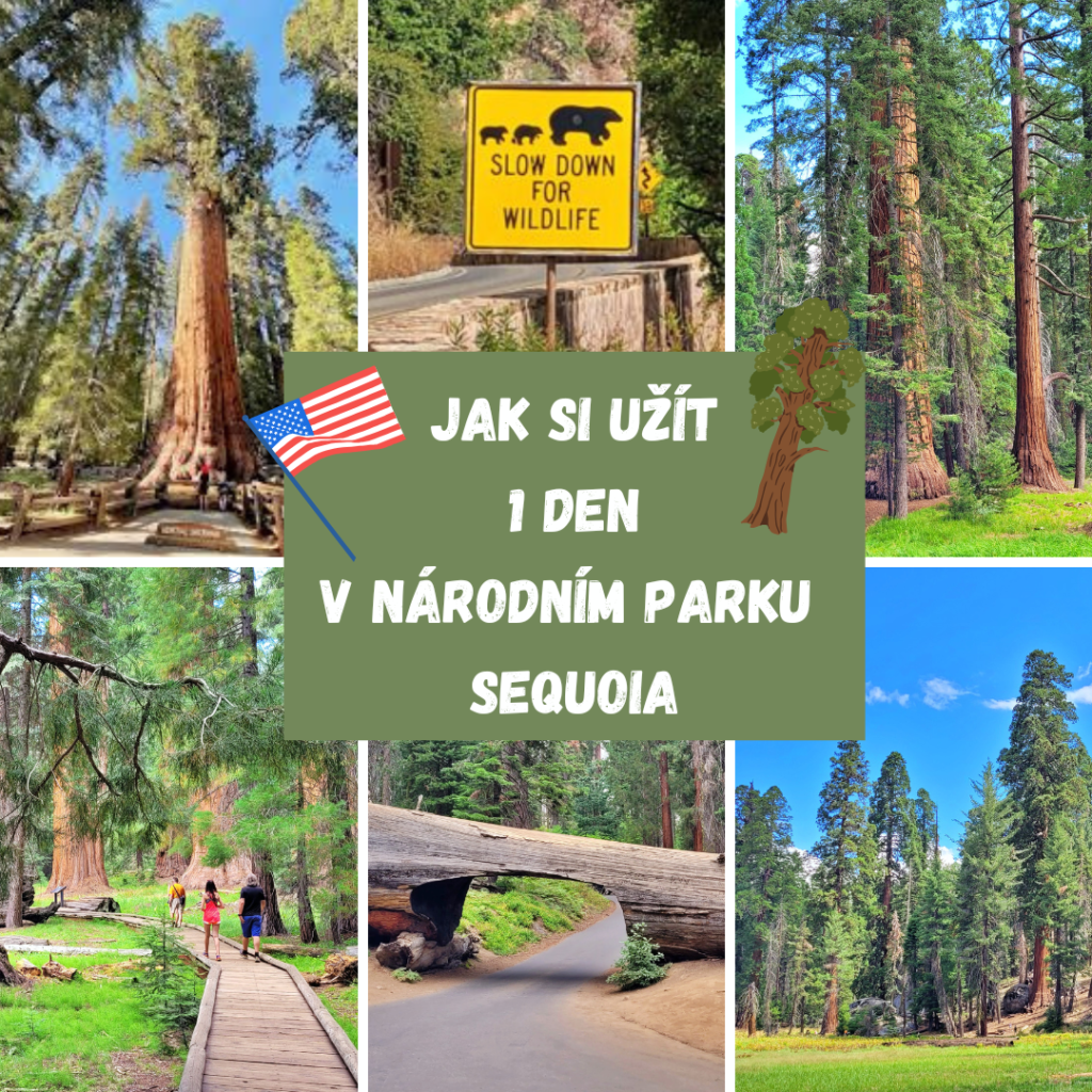 JAK SI UŽÍT 1 DEN V NÁRODNÍM PARKU SEQUOIA