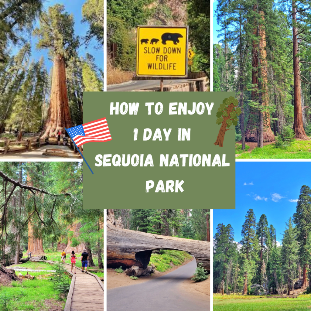 HOW TO ENJOY 1 DAY IN SEQUOIA NATIONAL PARK