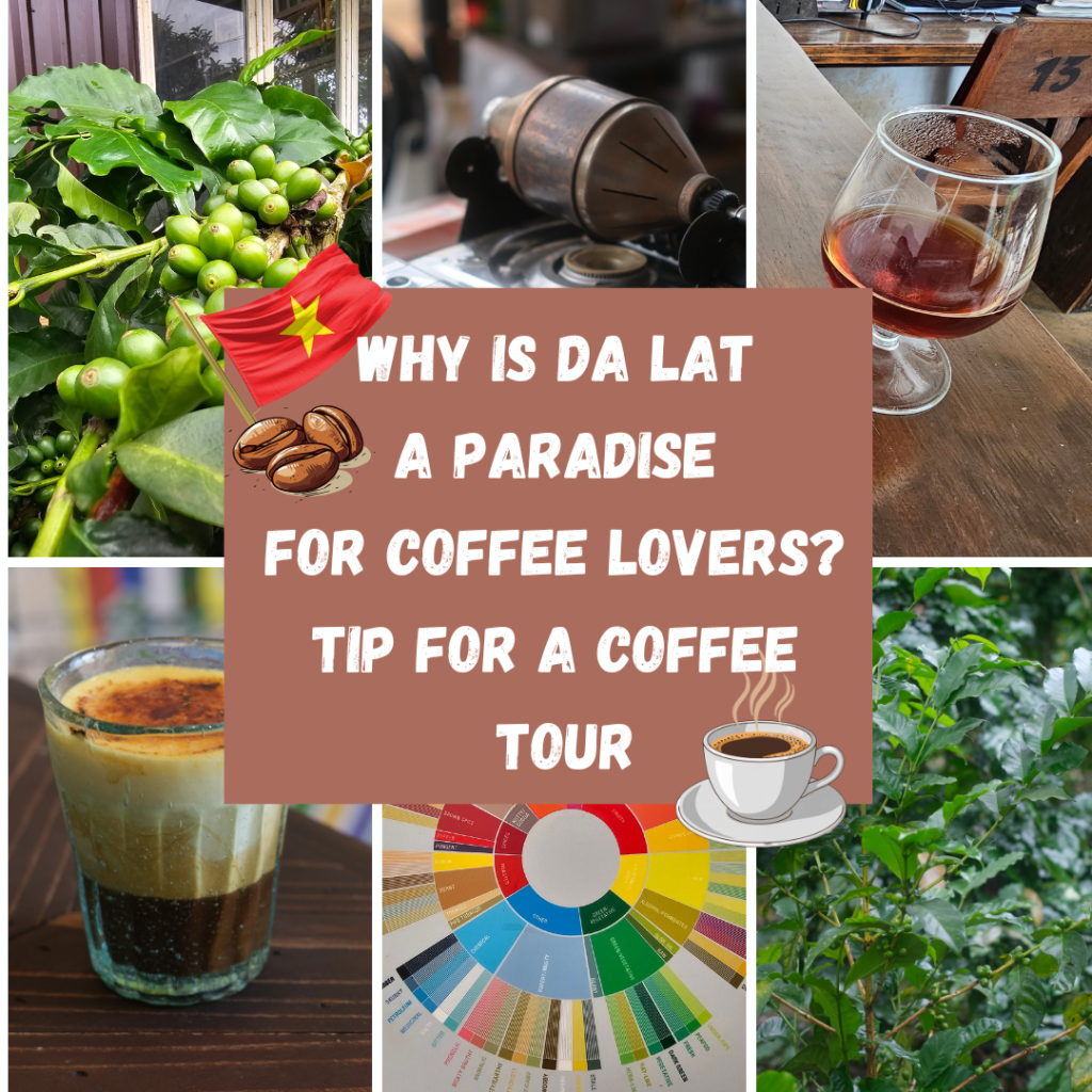 WHY IS DA LAT A PARADISE FOR COFFEE LOVERS? TIP FOR A COFFEE TOUR