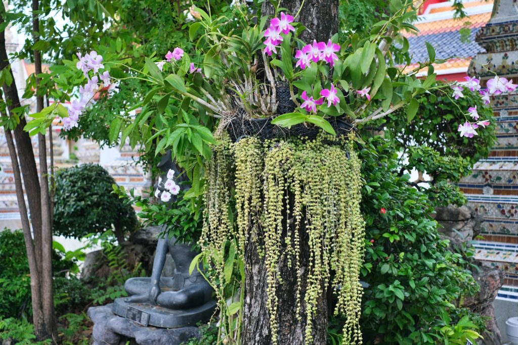 WAT PHO