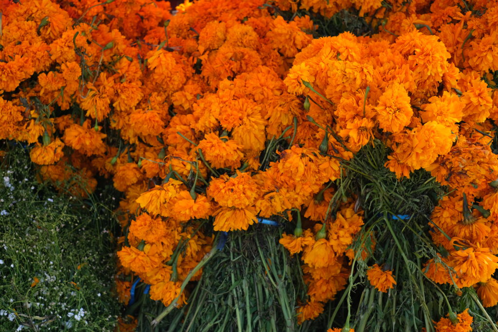 DIA DE LOS MUERTOS: DEN MRTVÝCH V MEXIKU